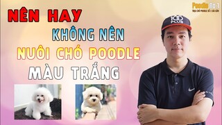 Nên hay không nên chọn nuôi chó poodle màu trắng?