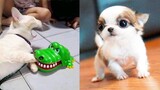 Try Not To Laugh or Grin While Watching Cute Animals Compilation #45
