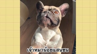 เพื่อนตัวน้อย สัตว์เลี้ยงแสนซน : เจ้าหมาน้อยแสนซน