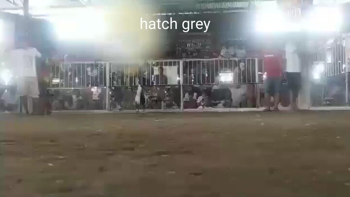 hatch grey lover