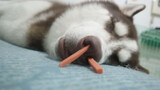 Memasukkan sosis di hidup Husky saat dia tidur, apa yang akan terjadi?