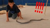 มวยงูสู้กับคนโชว์โคตรระทึก!!! 2:10 (Snake vs kid)