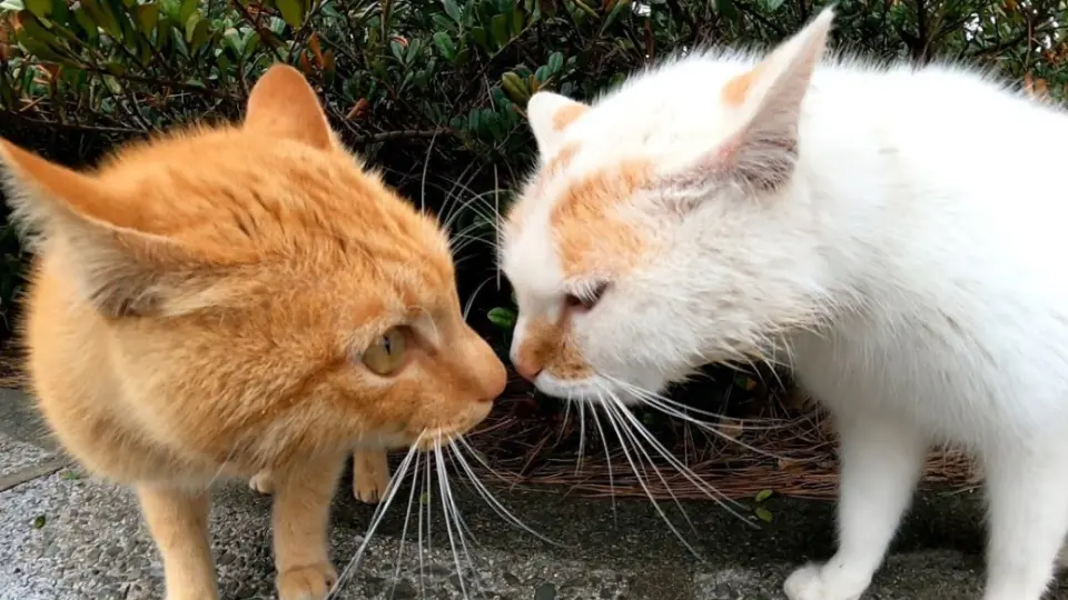 Hewan|Kucing Berkelahi - Bstation