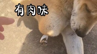 这狗还有救吗