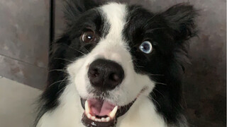 Khi bạn nuôi một chú chó Border Collie trước mặt một chú chó chăn cừu Đức