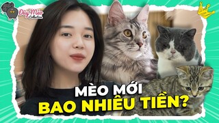 Mới đón em Mèo bên Nga giá $3000, LND đã ngã ngửa vì Chuyện Tình Tay Ba | ĐŨY MÈO COLLECTION