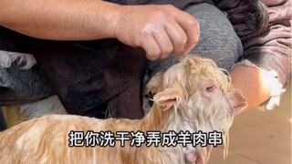 羊爱洗澡 肉质好好