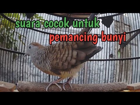 Perkutut lokal gacor suara kristal manjur untuk pancingan.