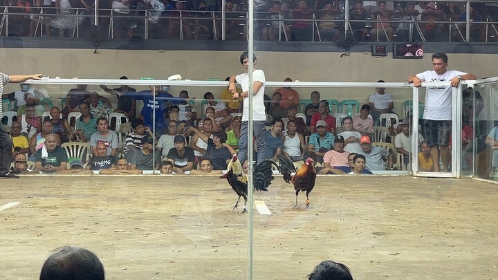 Sabong matina labmohon 1st fight