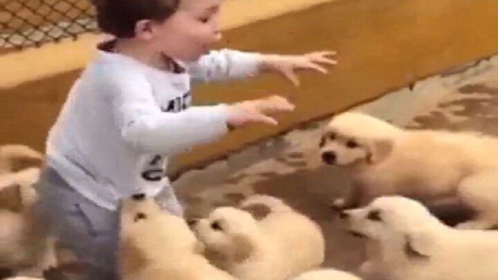 Golden Retrivers Puppies Surround the Kid