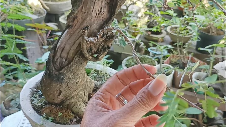 WAJIB TAU !! POHON INI SULIT DI PERANTINGAN | BONSAI