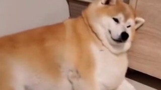 Funny Dogs Videos Compilation