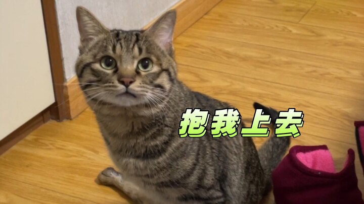 当我妈不让猫上床，小猫拼命使眼色暗示我……