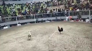 3cocks Derby Win #TDYGF