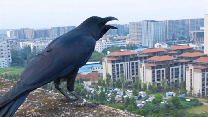 Although Caesar is already a seasoned crow, he still occasionally listens to instructions.