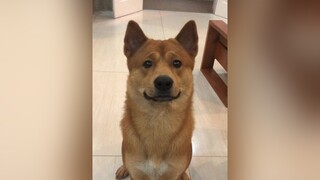 Đã bẩu quay tiktok cho Ngô làm soái ca ai ngờ lại làm thanh niên đi cai nghiện thế này 🤣🤣chó dog chó_cưng pet