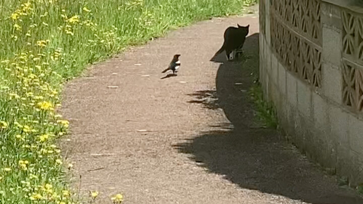 Why do magpies like to peck cats’ tails so much? Is it necessary to engrave "birds are not easy to m