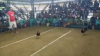 "BM arayat" black mamba gf champion at borzner cockpit nueva ecija.