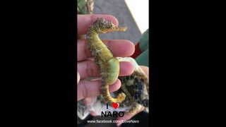 Naro Island Seahorses