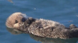 When the sea otter mother saw her little one sleeping alone on the water, she quickly came over and 
