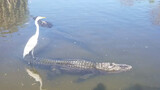 An Egret Standing on a Crocodile - Taken in Florida