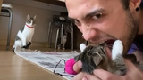 วิดีโอแมวที่สนุกที่สุดที่จะทำให้คุณหัวเราะ 1 แมวตลก