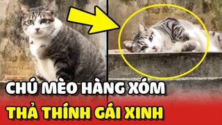 Tư thế THẢ THÍNH khó hiểu của mèo hàng xóm sang TÁN TỈNH mèo nhà mình 😂 | Yêu Lu