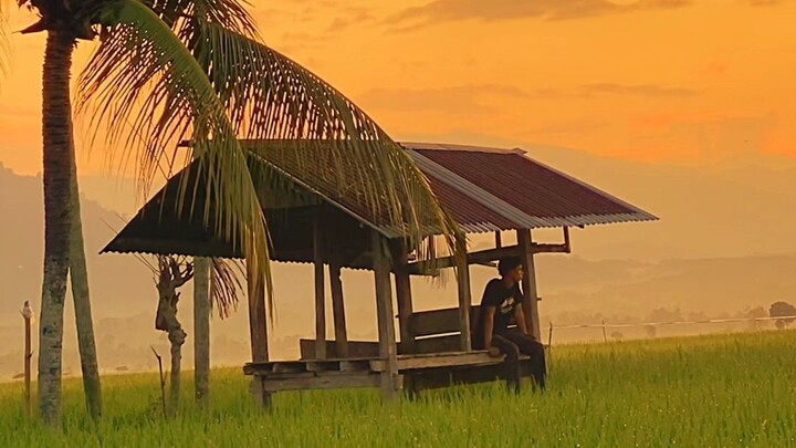 suasana di pagi hari#sawah aceh