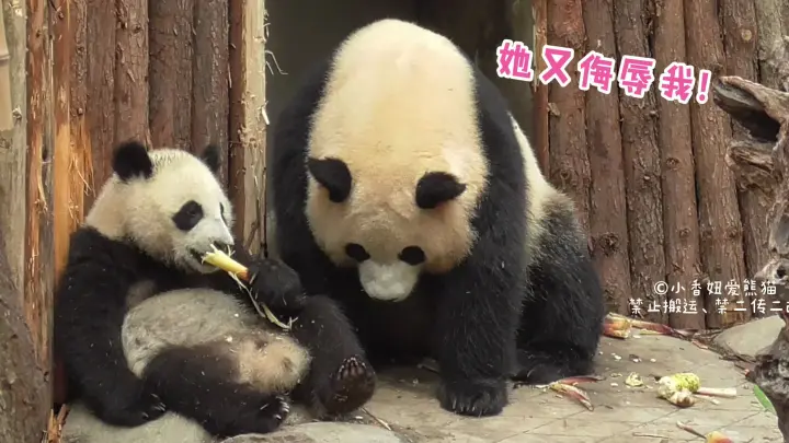 大熊猫和花 喝完水的小仙女向你款款走来 Bilibili