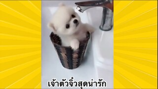 สัตว์เลี้ยงเพื่อนขนปุย : เจ้าตัวจิ๋วสุดน่ารัก