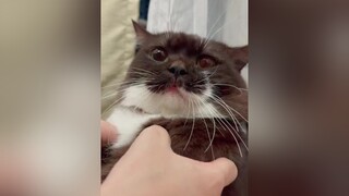 Một chiếc Mèo thích quánh Chủ🤦‍♀️meowsoju meo meow cats meocute fypシ
