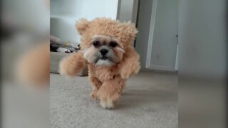 Funniest Cats & Dogs In halloween costume