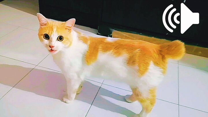 SUARA KUCING PANGGIL INDUKNYA