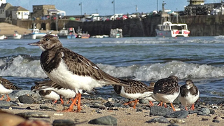 Turnstone Birds at The Beach - ถ่ายแบบสโลว์โมชั่นที่ St Ives ใน Cornwall