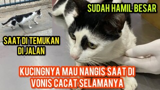 Sedih Banget Kucing Hamil Yang Ketabrak Di vonis Dokter Akan Cacat Selamanya..!