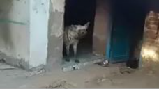 #wolf ghar ke andar aa gya hai