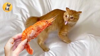 Cats Scared Of Shrimp Funny Videos 🤣😹