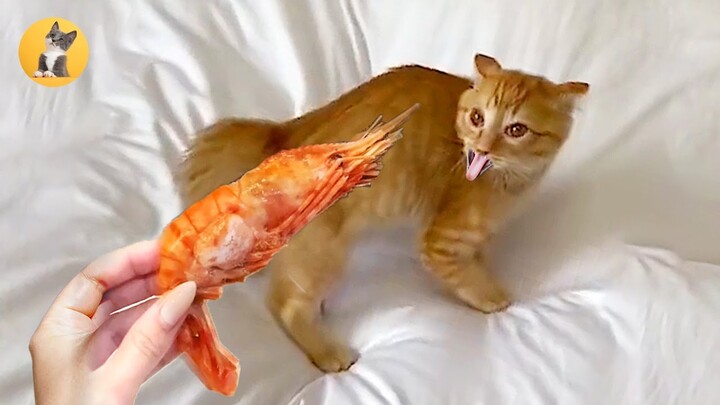 Cats Scared Of Shrimp Funny Videos 🤣😹