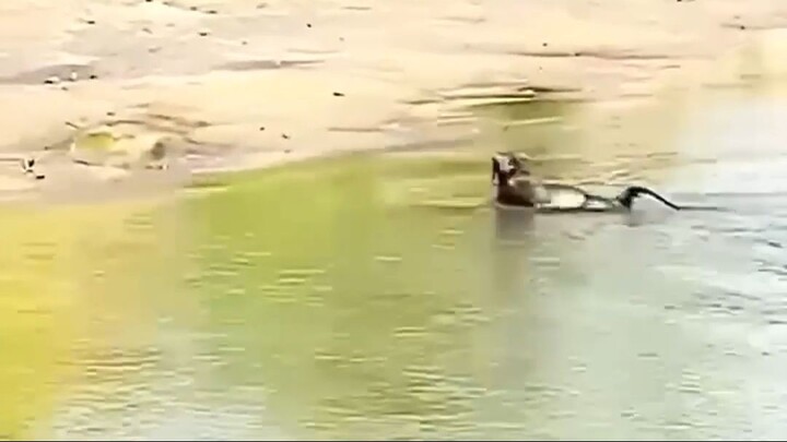 Monkey Swimmer
