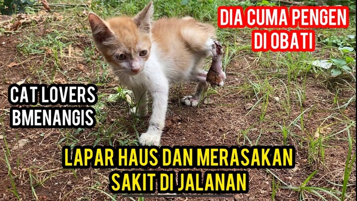 ANAK KUCING MENANGIS SAMPAI SERAK KETABRAK BIKIN SEDIH CAT LOVERS SEINDONESIA..!