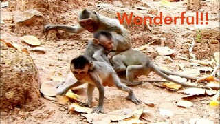 Wonderful!!, Baby Monkey Very Clever To Take His Self Out From Spoil Monkey, Adorable Baby Brave...