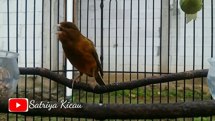 Langsung Nyaut KENARI GACOR Mencari Lawan
