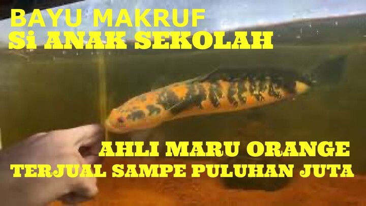 BELAJAR MEWARNAI MARU bersama BAYU MAKRUF