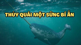 Thủy quái một sừng bí ẩn | Bạn có biết?