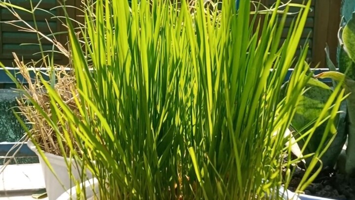 Beautiful Grass 🌾 kind of Plant for Garden & Home Decoration | Unique Plant Ideas for Your Garden