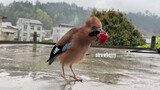 Burung Membawakan Stroberi Untuk Pemilik Di Tengah Hujan, Mengharukan
