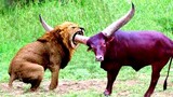 5 TIMES ANIMALS MESSED WITH THE WRONG OPPONENT!