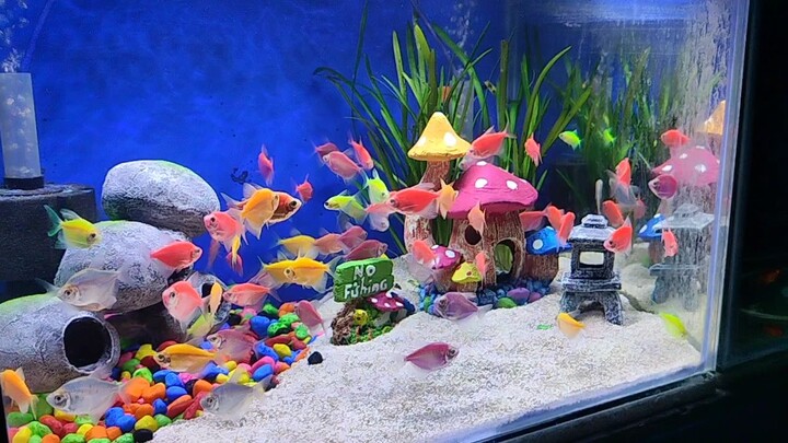 glo tera fish tank