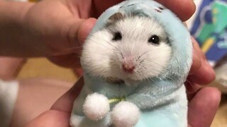 Cute And Funny Moments Of The Hamsters | Cute VN