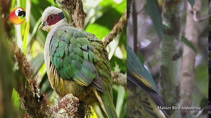 Burung bertopeng Merah yang Mempesona